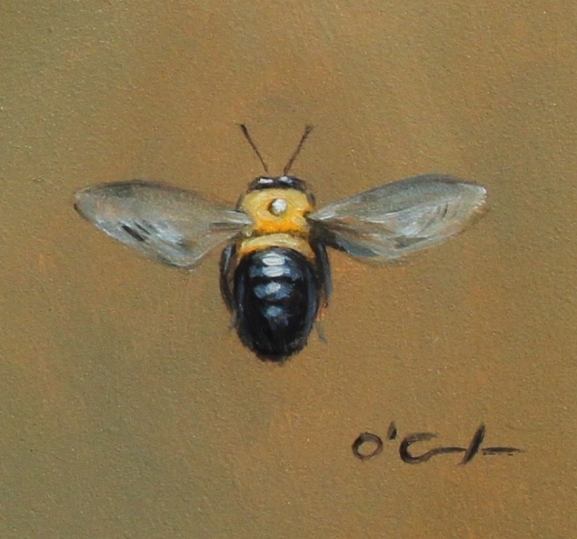 Jennifer O'Cualain - Bee Adventurous