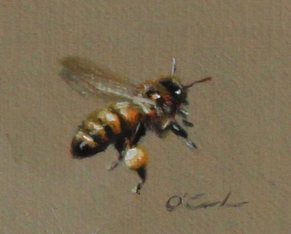 Jennifer O'Cualain - Bee Active