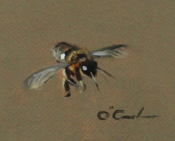 Jennifer O'Cualain - Bee Consistent