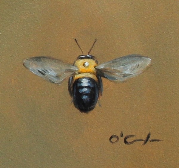 Bee Adventurous - Jennifer O'Cualain