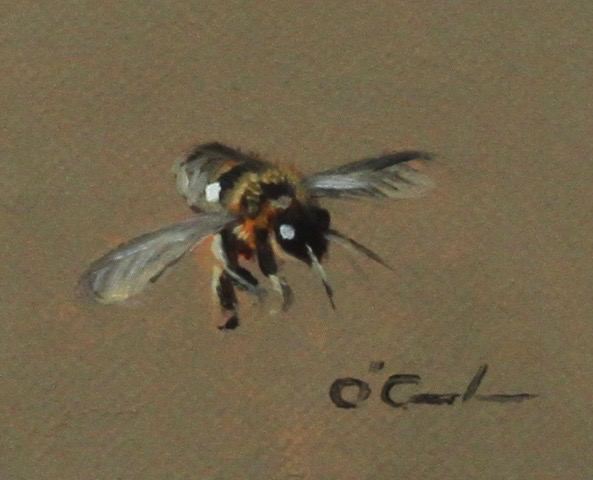 Bee Consistent - Jennifer O'Cualain